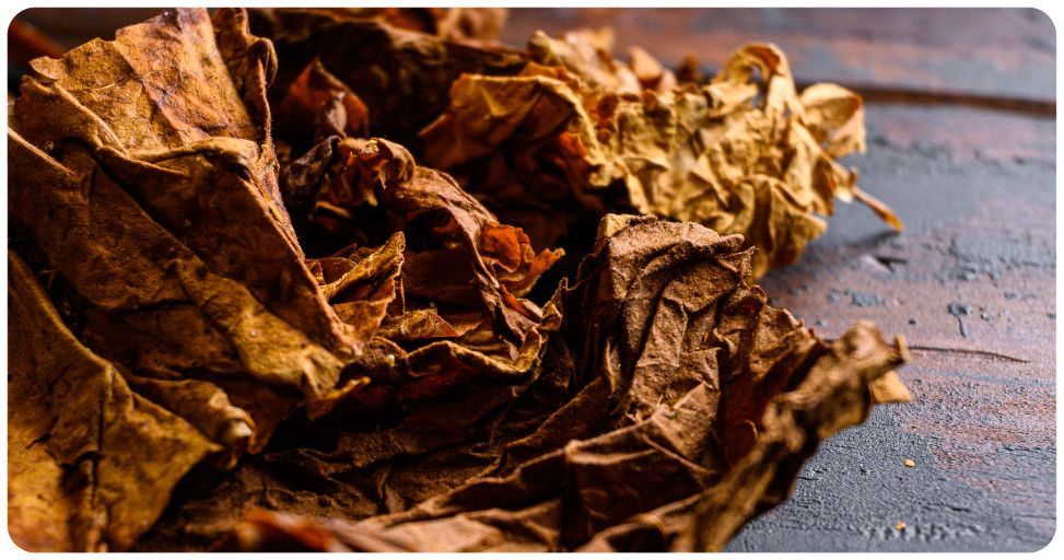 cirkus classic wanted